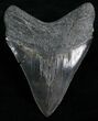 Sharp Megalodon Tooth #5016-1